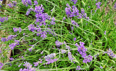 Lavender - The Calming Herb