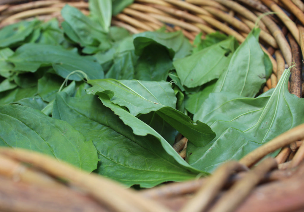 Plantain: The Healing Leaf