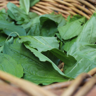Plantain: The Healing Leaf